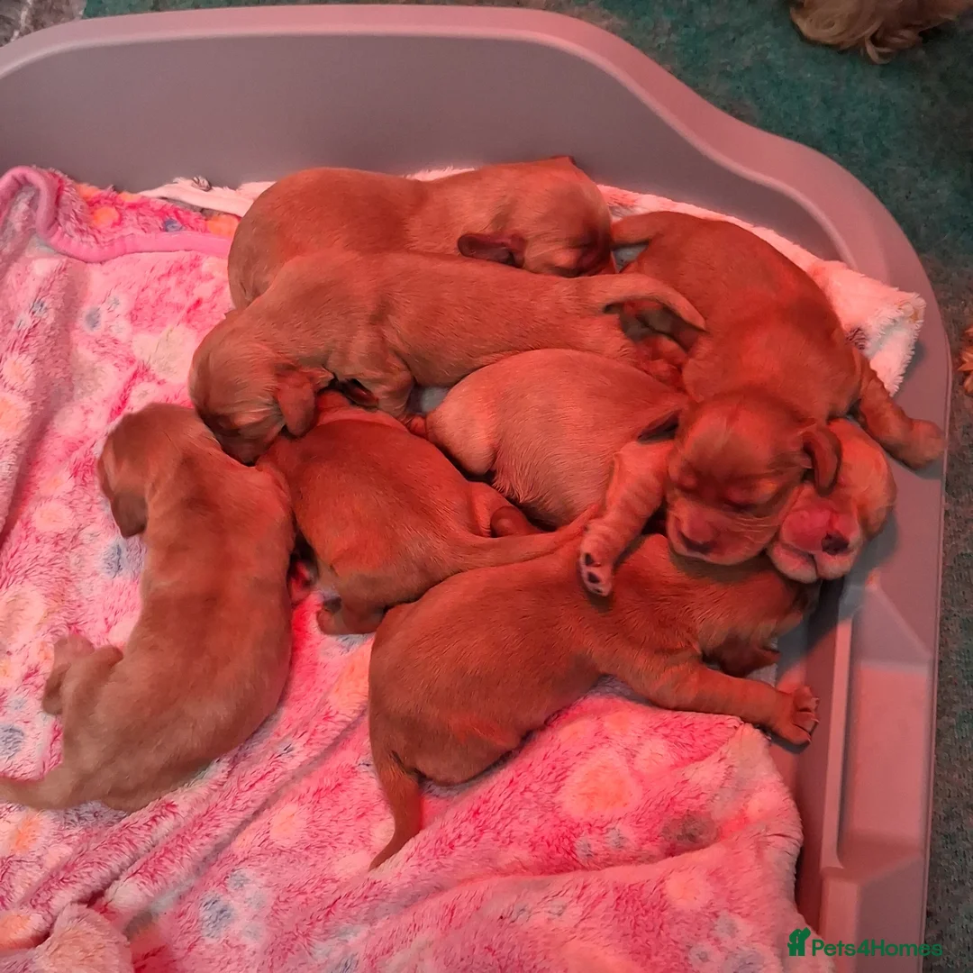 Cocker Spaniel dogs for sale: Health tested kc reg golden show cocker spaniels  - Advert 2