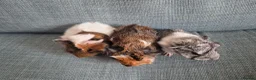 Guinea Pig rodents for sale: Baby guinea pigs - Advert 3
