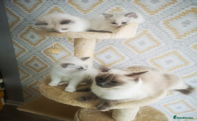 Ragdoll cats - Advert 3