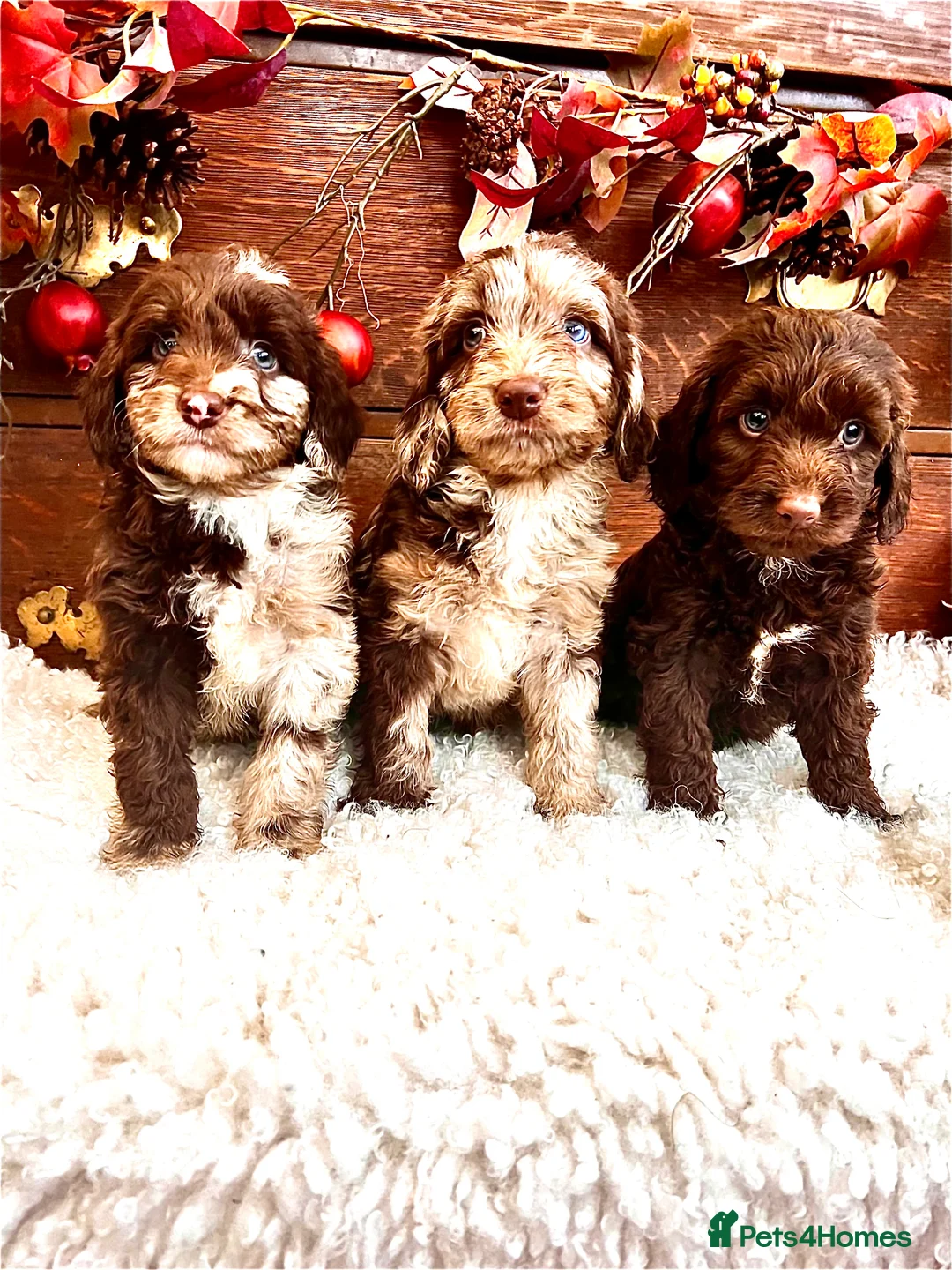 Sproodle dogs for sale: Chocolate Sproodle Puppies rare Merle  - Advert 18