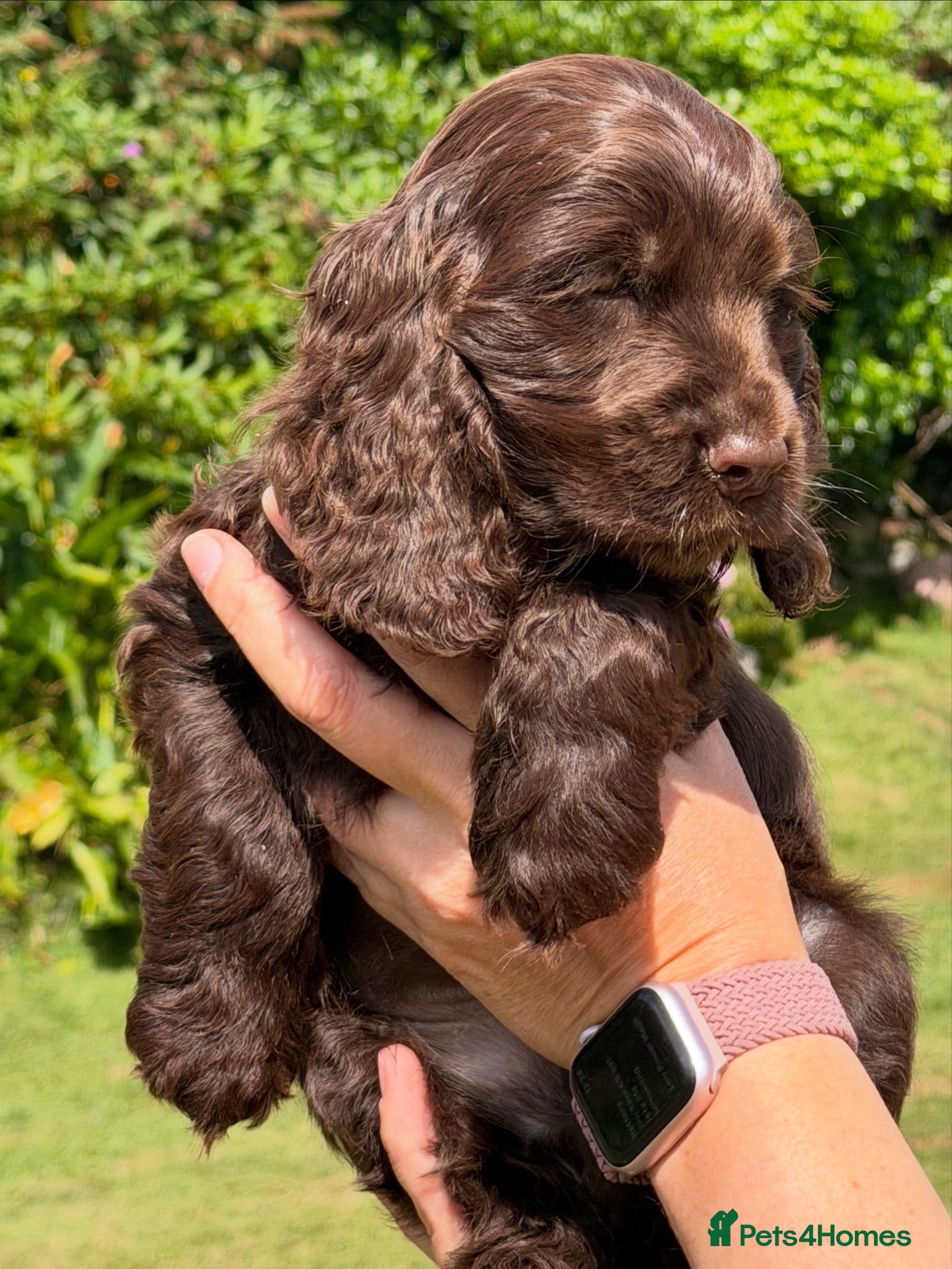 Cocker Spaniel dogs KC Show-type Chocolate & Choc Sable puppies - Advert 2