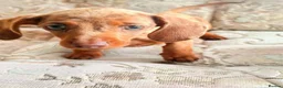Dachshund dogs for sale: Miniature dapple dashound puppies ready now  - Advert 20