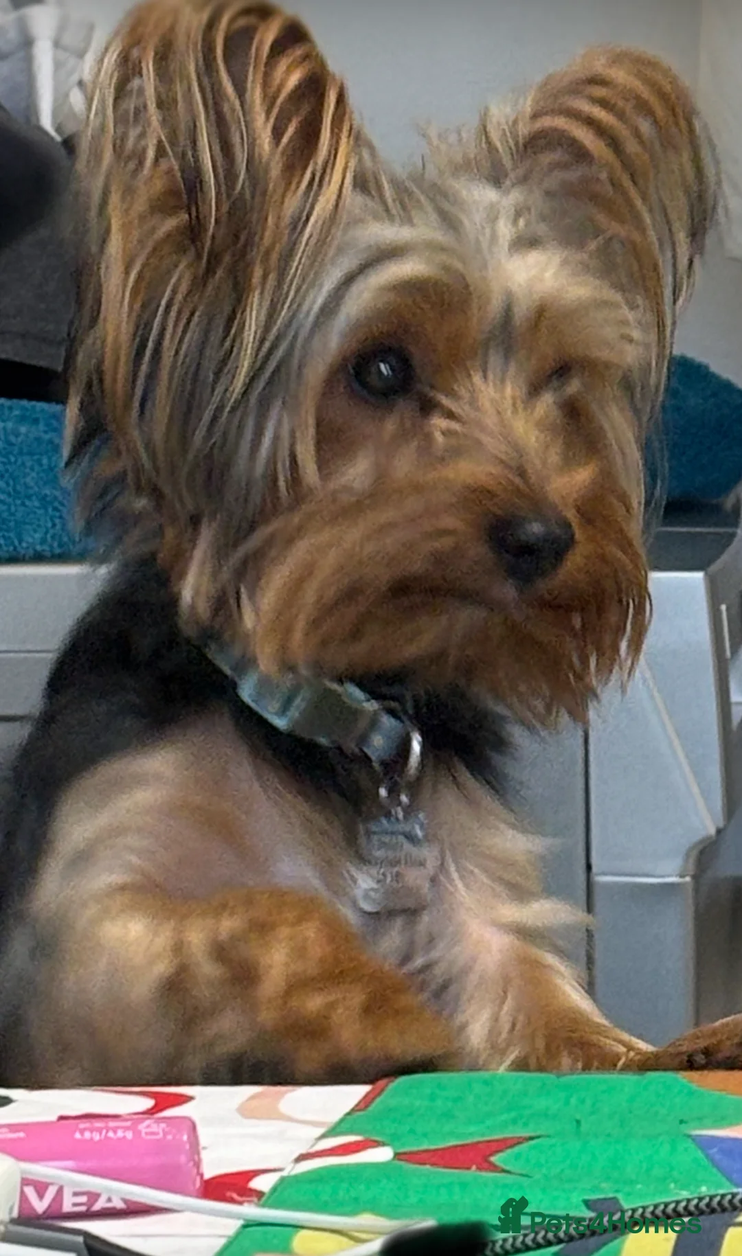 Yorkshire Terrier dogs for stud: 18 month old boy miniature Yorkshire terrier  - Advert 2