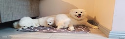 Samoyed dogs for sale: Lovely 4 GIRLS Samoyed puppy - Advert 17