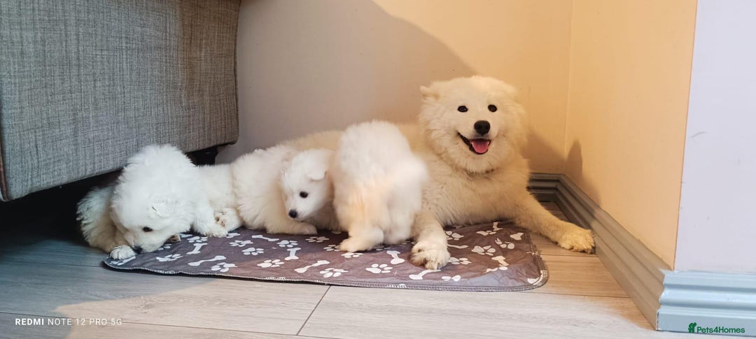 Samoyed dogs for sale: Lovely 4 GIRLS Samoyed puppy - Advert 17