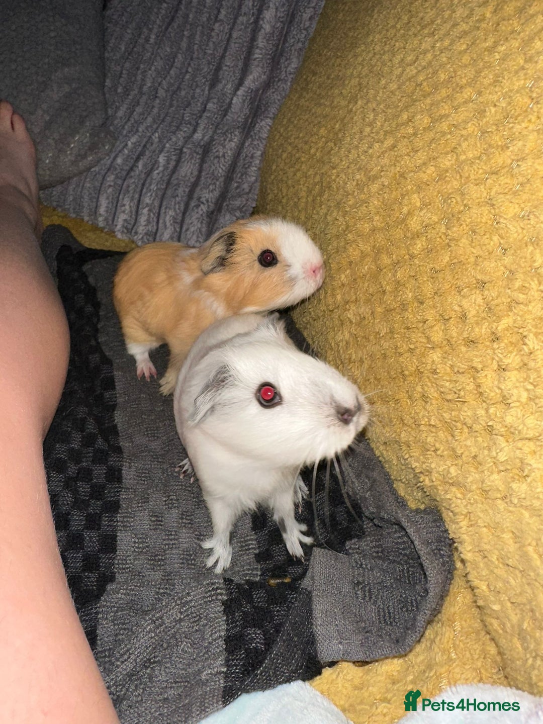 Guinea Pig rodents for sale: Young guinea pig brothers looking for a new home - Image 4