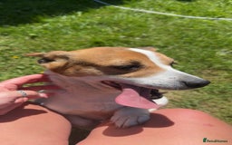 Jack Russell dogs for sale: 2 beautiful jack Russell pups - Image 3