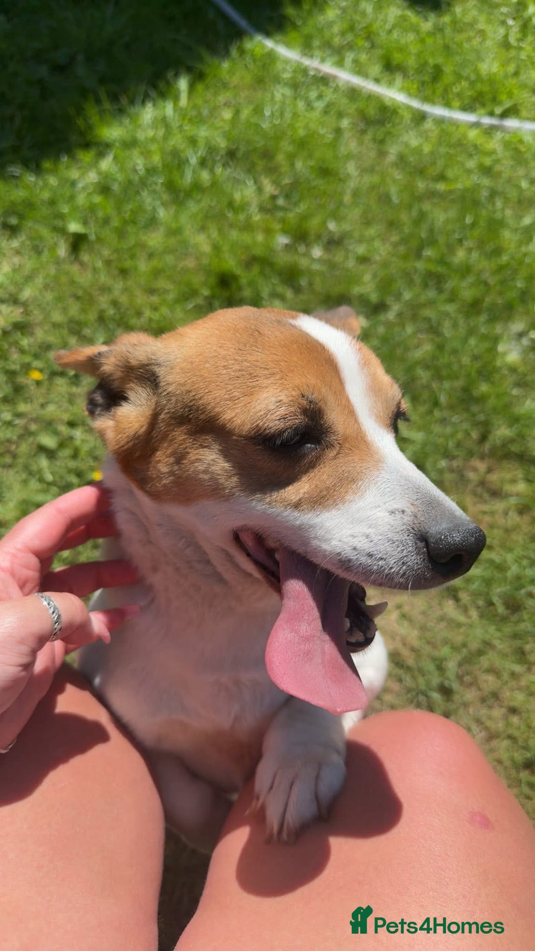 Jack Russell dogs for sale: 2 beautiful jack Russell pups - Image 3