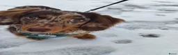 Miniature Dachshund dogs for stud: Stud Miniature dachshund KC in Bangor - Advert 2