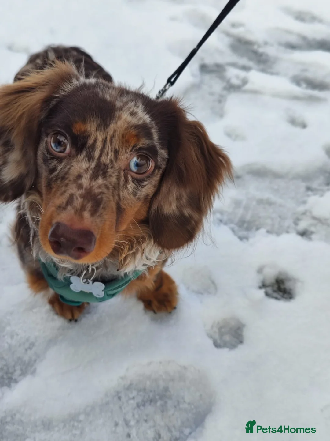 Miniature Dachshund dogs for stud: Stud Miniature dachshund KC in Bangor - Advert 2
