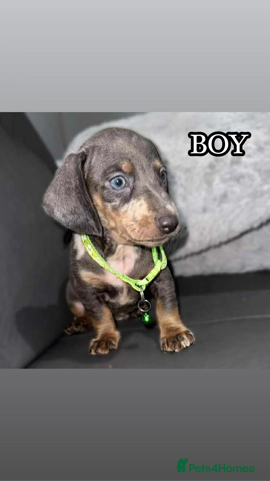 Miniature Dachshund dogs for sale: Miniature Dachshunds - Advert 7