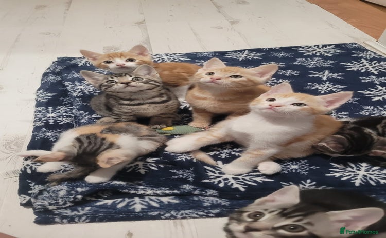 Mixed Breed cats - Advert 16