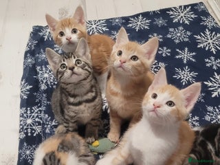 Mixed Breed cats - Advert 19