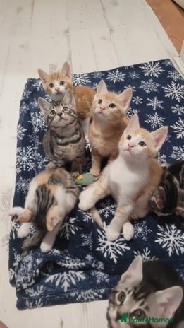 Mixed Breed cats - Advert 16