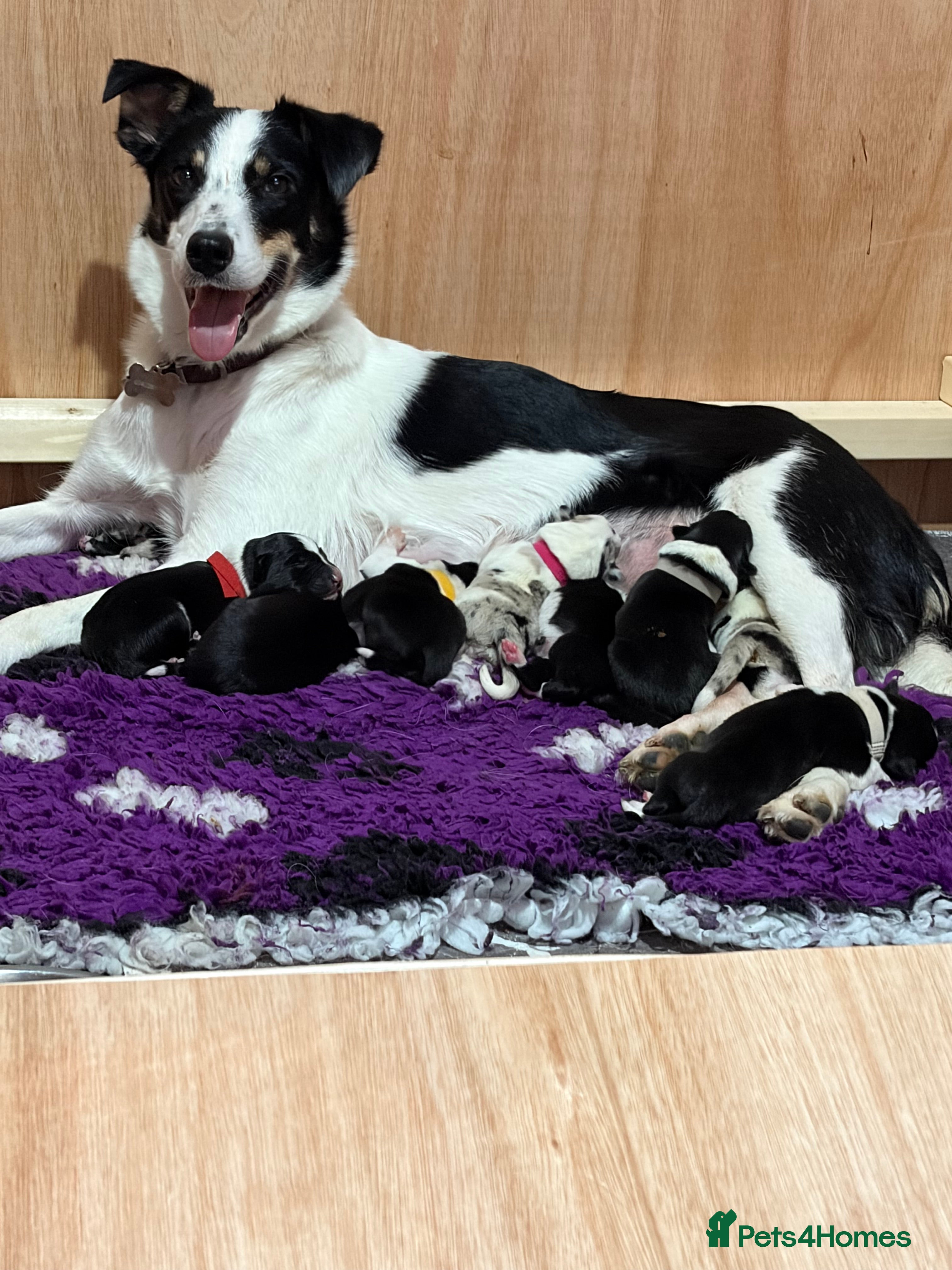 Border Collie dogs Family Raised Border Collie Pups  - Advert 4