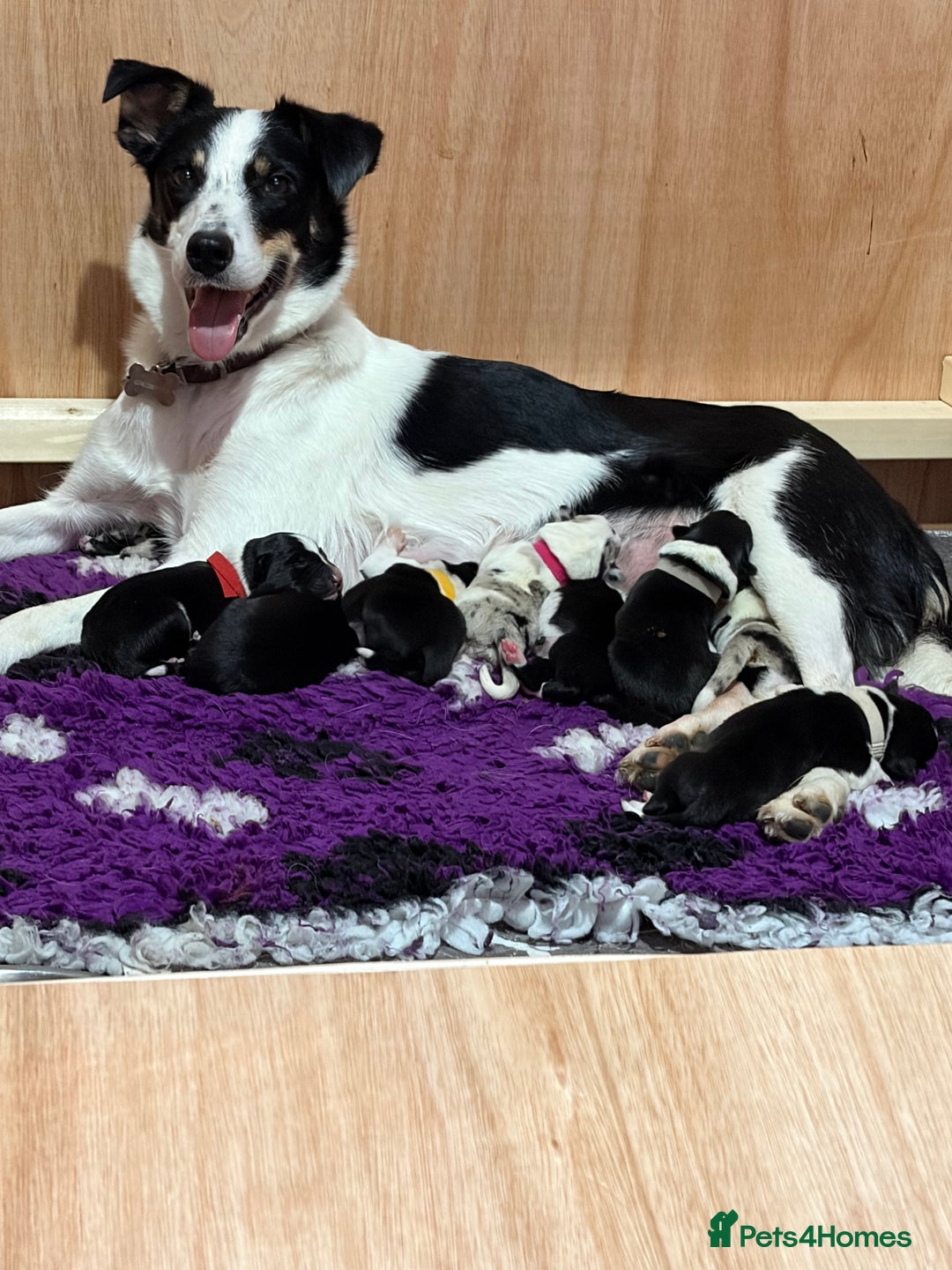 Border Collie dogs for sale: Family Raised Border Collie Pups  - Advert 1