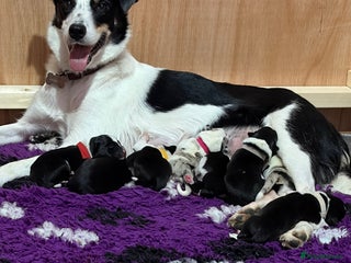 Border Collie dogs Family Raised Border Collie Pups - Advert 4