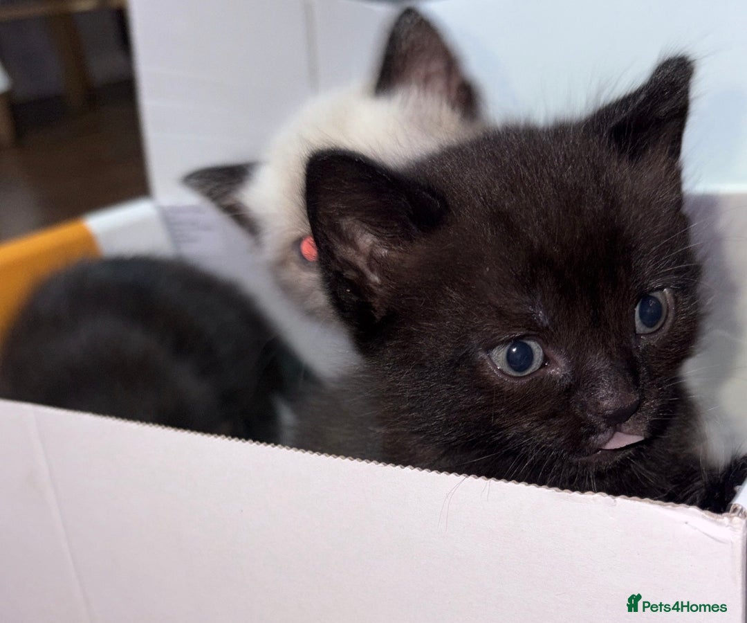 British Longhair cats for sale: Dark chocolate brown boy kitten  - Advert 16