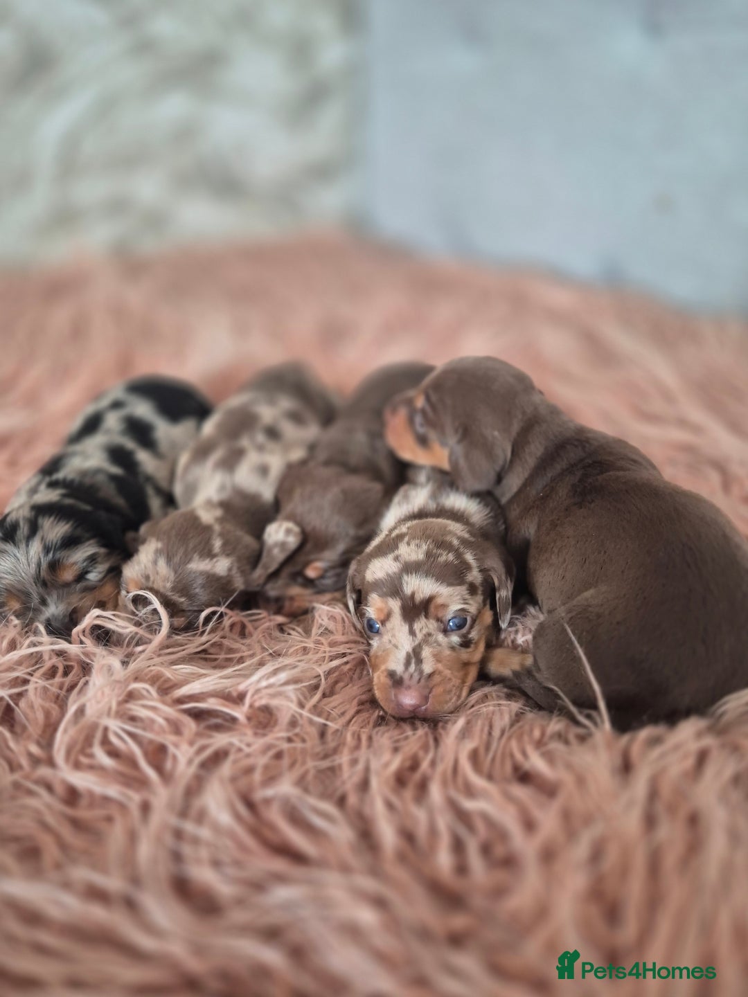 Dachshund dogs for sale: Miniature dachshund puppies PRA CLR - Image 17