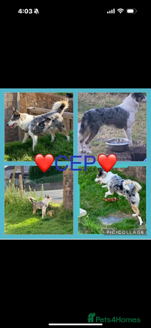 Mixed Breed dogs - Advert 10