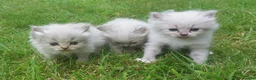 Siberian cats for sale: Exceptional TICA Pedigree Siberian kittens - Advert 9