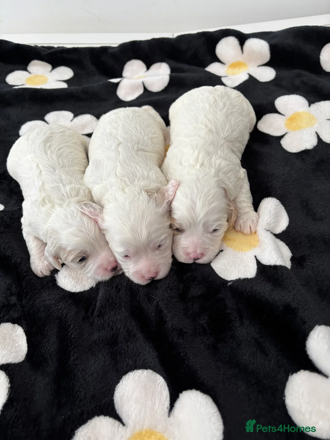 Cavapoo dogs for sale: Cavpoo - Advert 2