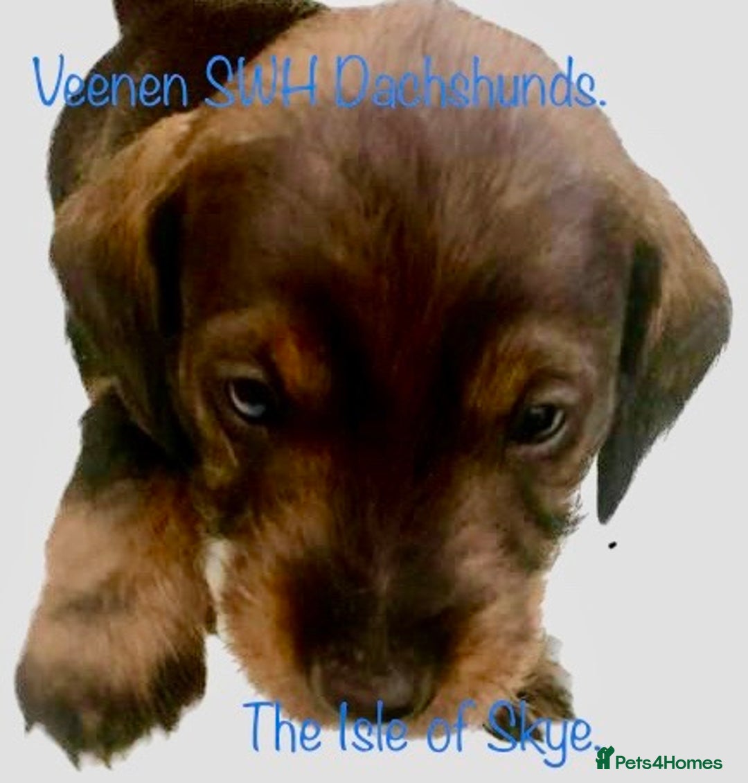 Dachshund dogs for sale: Excellence in every paw print Exceptional litter.  - Image 13