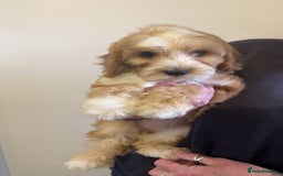 Cockapoo dogs for sale: Cockerpoo pups looking for forever homes - Image 4