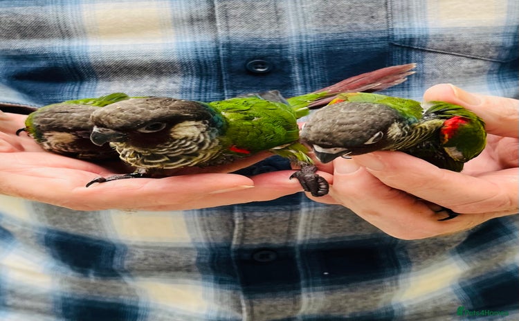 Conures birds - Advert 10