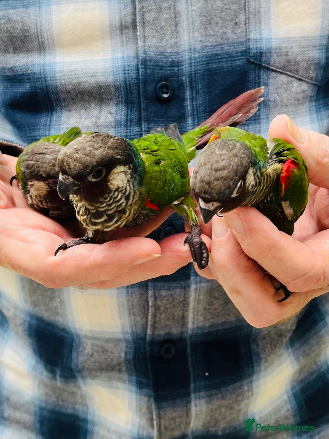 Conures birds for sale: ‘RARE’ Fully Handreared White-Eared Conure Chicks - Image 1