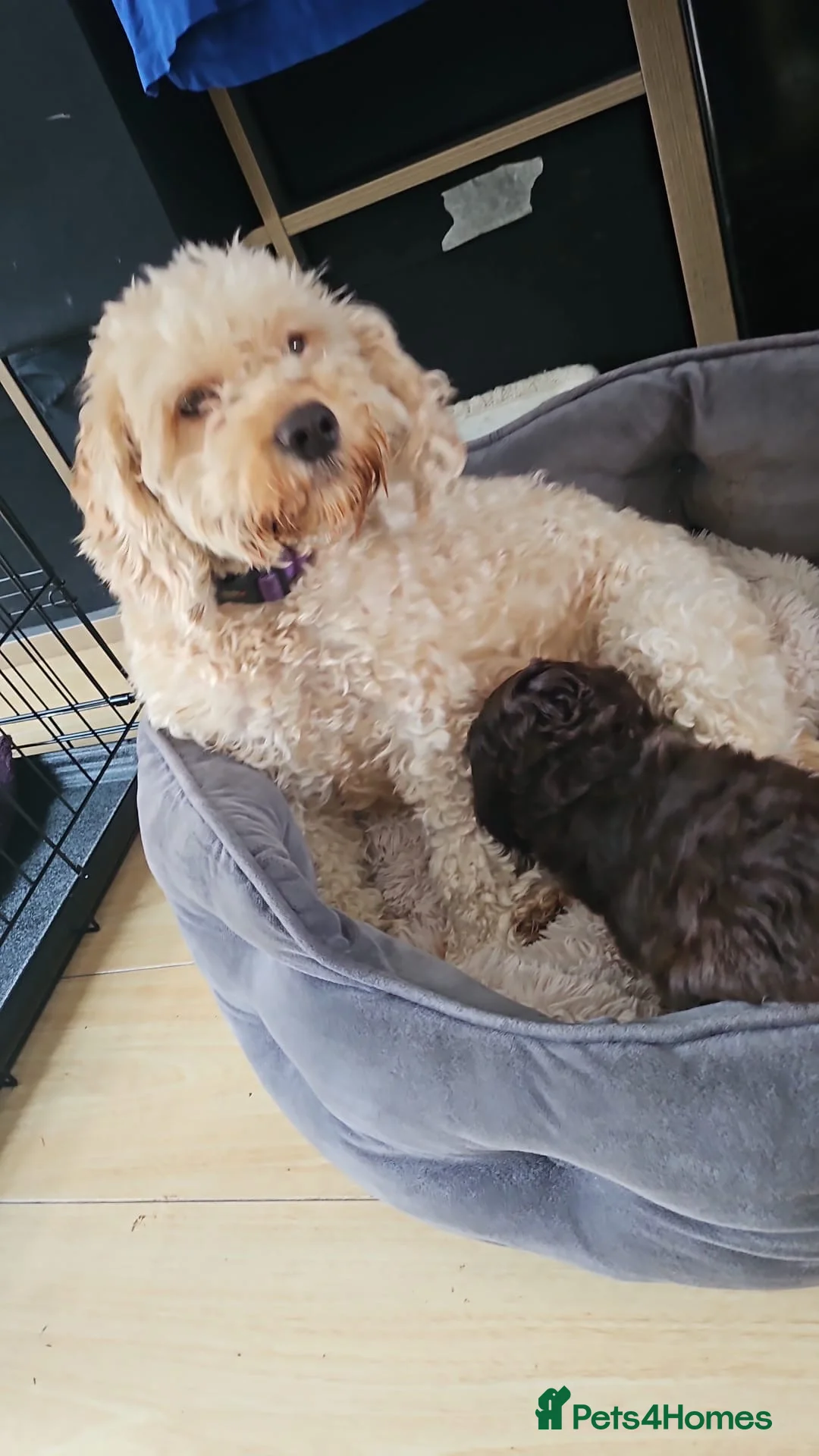 Cockapoo dogs for sale: Beautiful Cockerpoo’s in Macclesfield - Advert 2