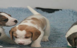 Beagle dogs for sale: 2 Kennel Club Reg TAN & WHITE BEAGLE BOYS - Image 3