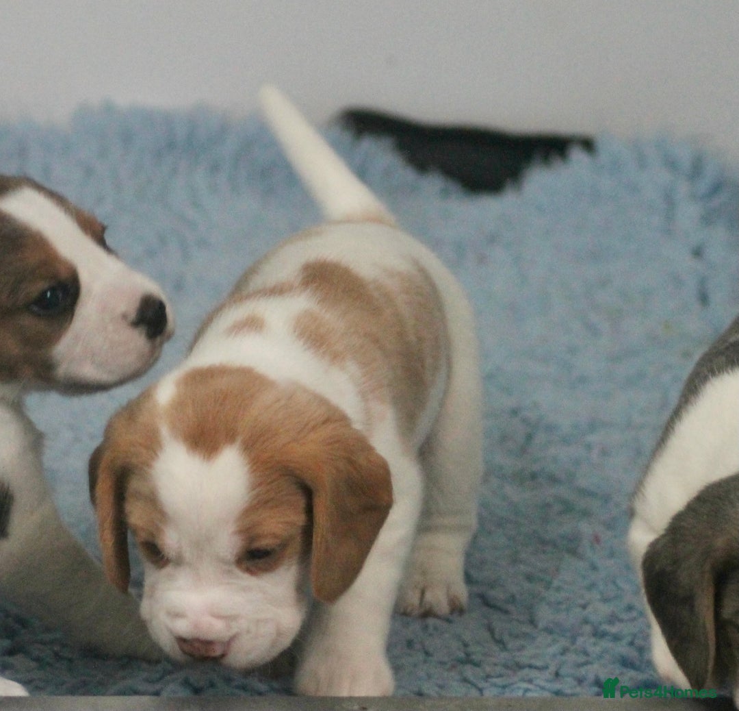 Beagle dogs for sale: 2 Kennel Club Reg TAN & WHITE BEAGLE BOYS - Image 3