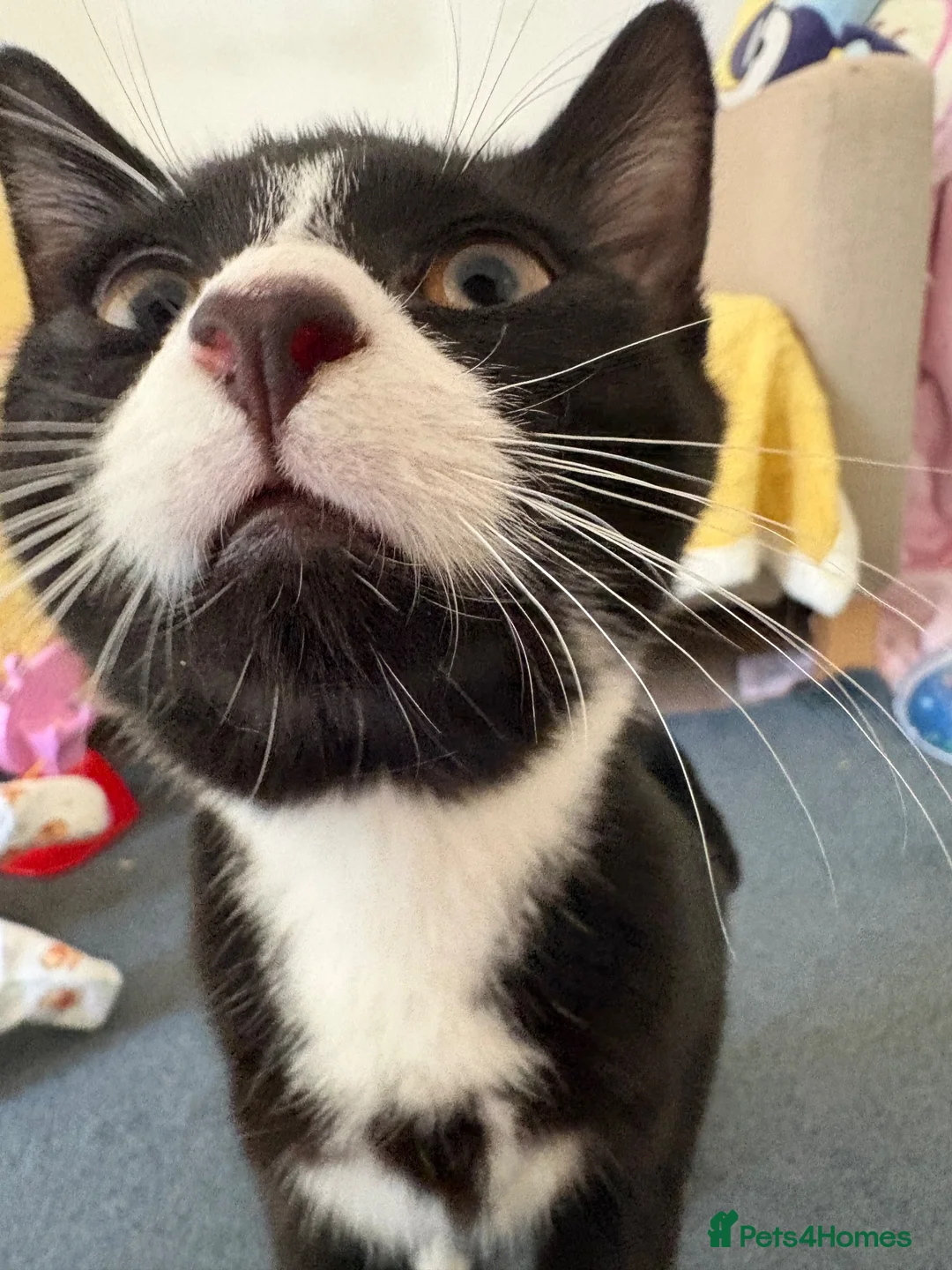Mixed Breed cats for sale: Male cat  - Advert 8