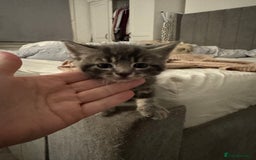 British Shorthair cats for sale: Grey male kitten - Advert 2