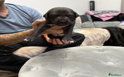 Whippet dogs for sale: 3 beautiful male whippets - Advert 5