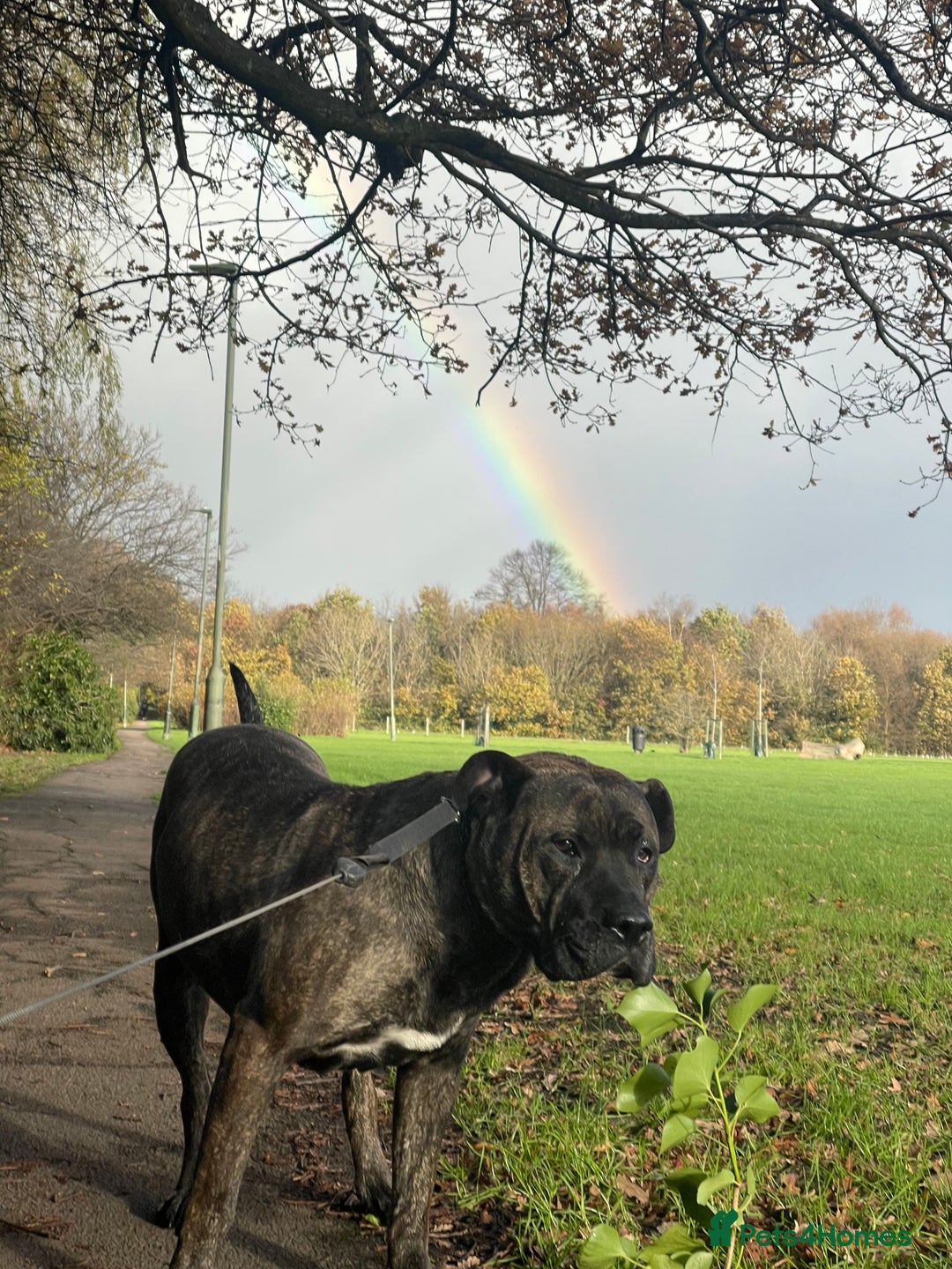 Presa Canario dogs for sale: 5 year old female presa canario  - Image 3