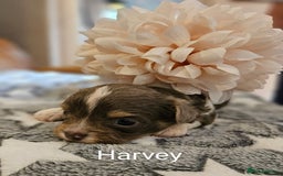 Chihuahua dogs for sale: ✨ Stunning KC long coat BOYS only✨ - Image 6