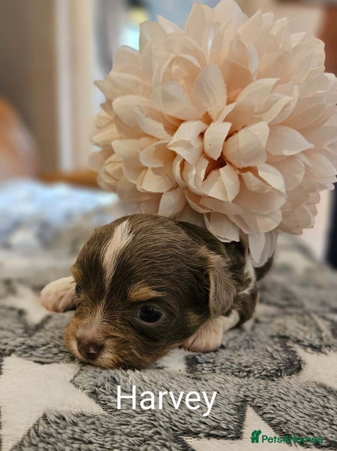 Chihuahua dogs for sale: ✨ Stunning KC long coat BOYS only✨ - Image 6