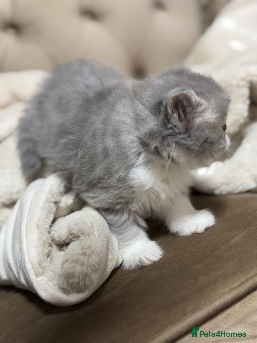 Persian cats for sale: Persian kittens  - Advert 3