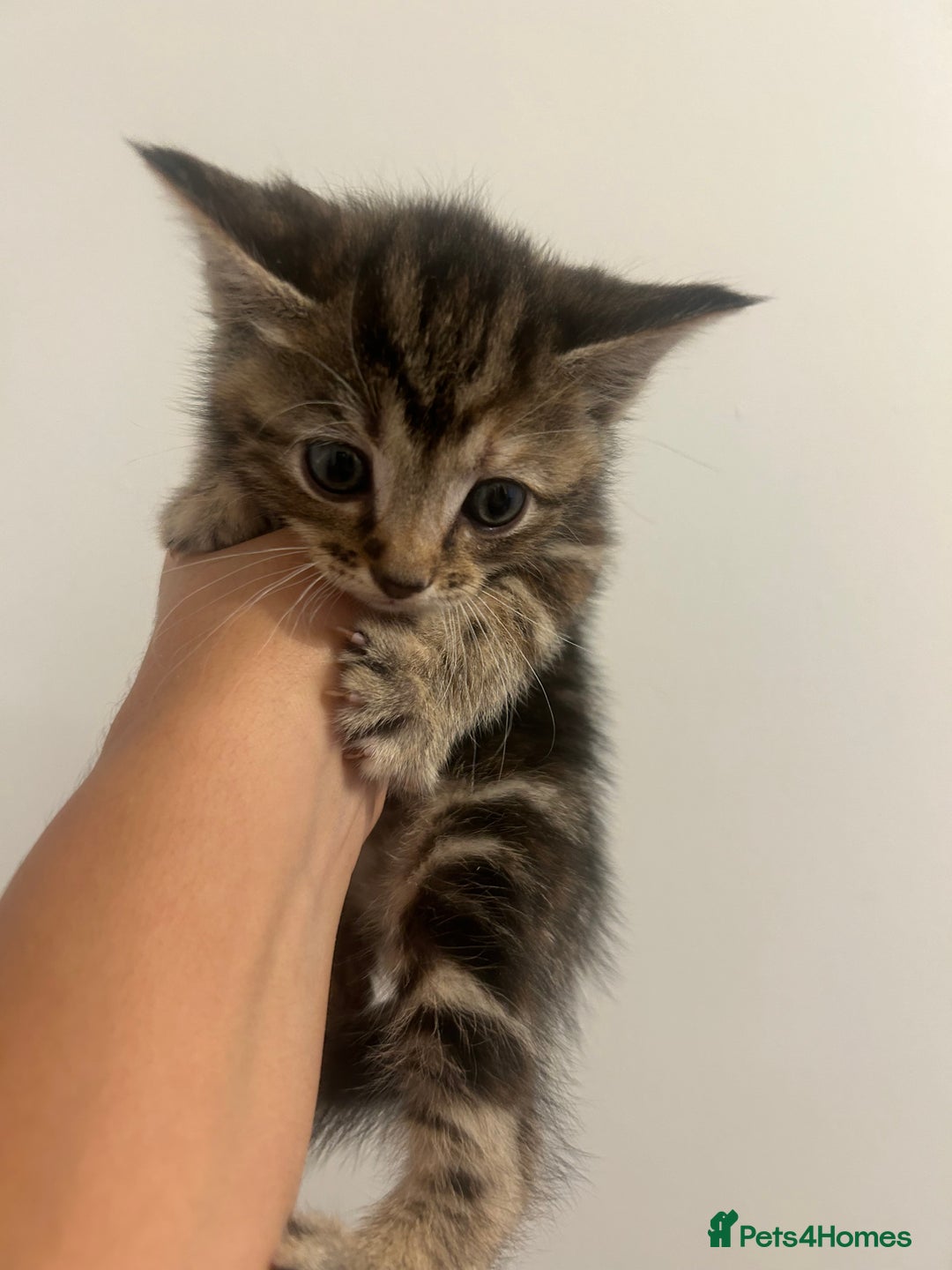 Mixed Breed cats for sale: 4 beautiful kittens ready to go 31st August - Image 2