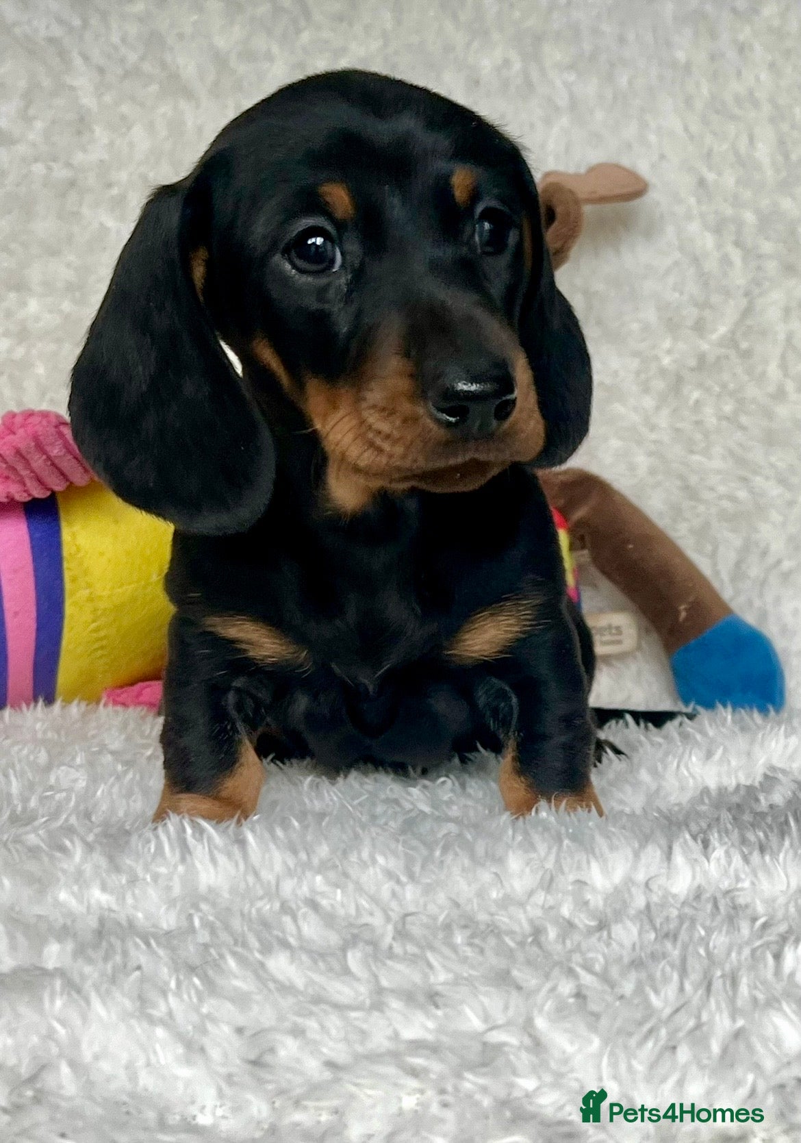 Dachshund dogs Stunning miniature dachshund fully vaccinated  - Advert 1