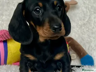 Dachshund dogs Stunning miniature dachshund fully vaccinated - Advert 12