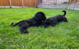 Giant Schnauzer dogs for sale: Working Line Giant Schnauzer Puppies Available  in West Bromwich - Image 4
