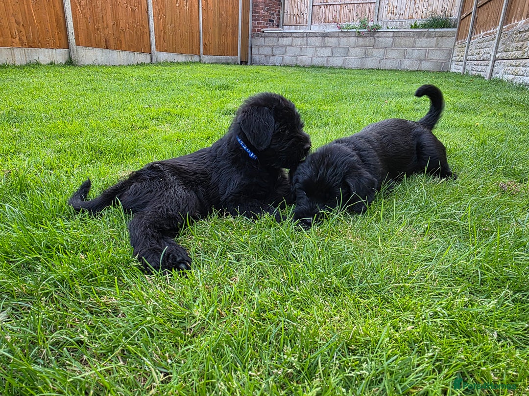 Giant Schnauzer dogs for sale: Working Line Giant Schnauzer Puppies Available  in West Bromwich - Image 4