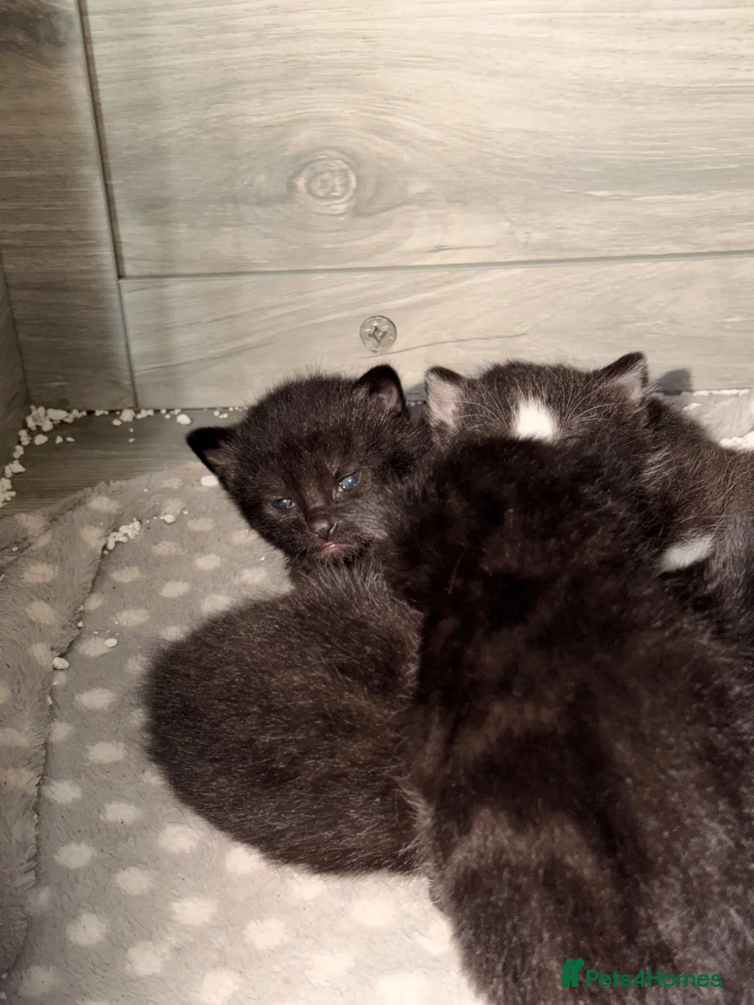 British Shorthair cats for sale: Three black and one black and white - Advert 4