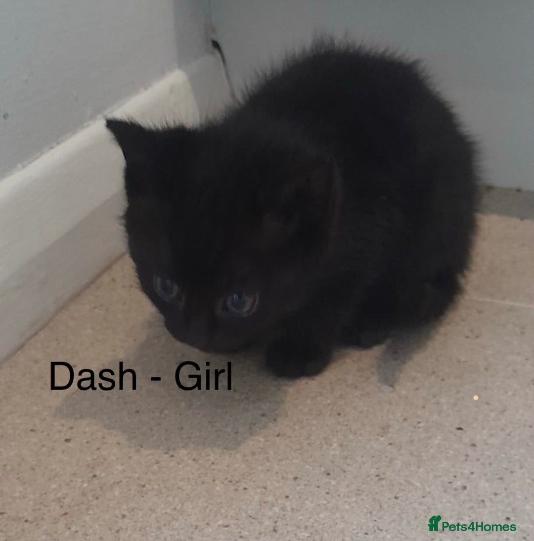 Mixed Breed cats for sale: 4 adorable kittens for sale  - Advert 4