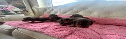 Cocker Spaniel dogs for sale: Beautiful working cockers  - Advert 16