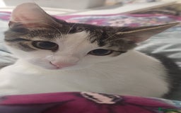 British Shorthair cats for sale: Kitten (oreo) - Advert 9