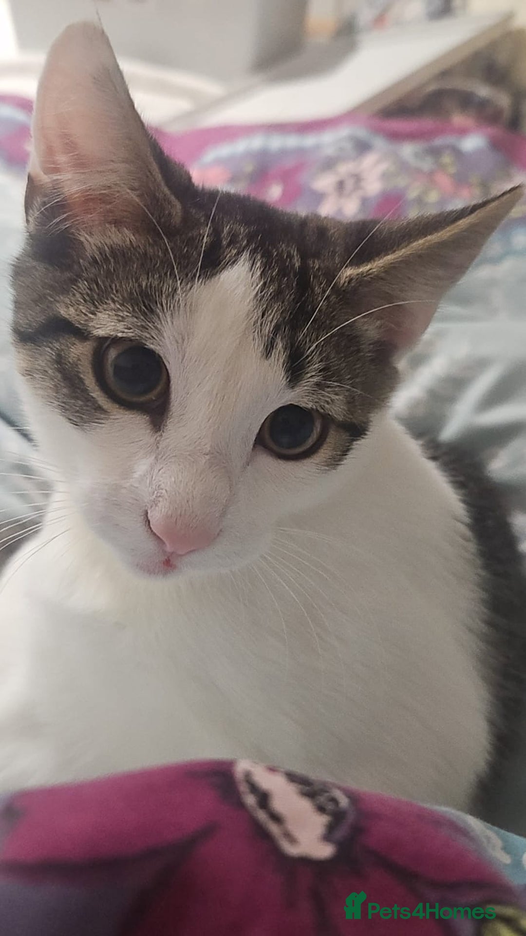 British Shorthair cats for sale: Kitten (oreo) - Advert 9